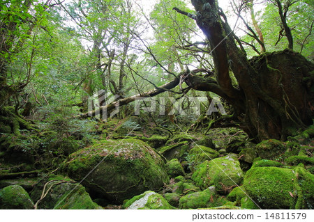 Yakushima Shiratani Unsuikyo 14811579