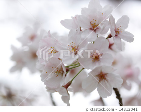 櫻花 櫻花 14812041