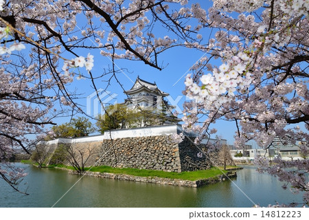 Kishiwada castle in spring 14812223
