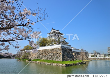 岸和田城堡在春天 14812224