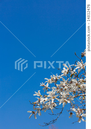 Kobushi and blue sky Kobushi and blue sky 14812476