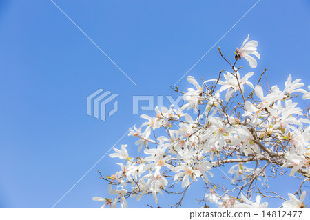 Kobushi and blue sky Kobushi and blue sky 14812477