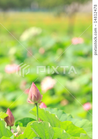 蓮花的芽 蓮花的芽 14812478
