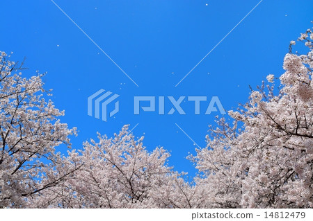 櫻吹雪 14812479