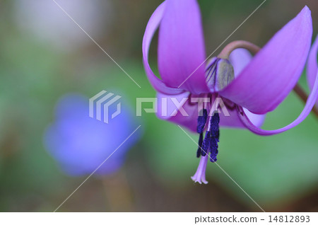 Katakuri flowers 14812893