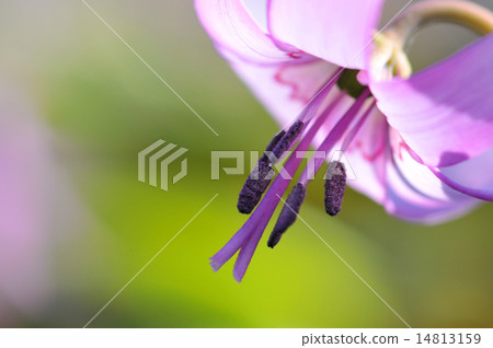 katakuri的花 14813159