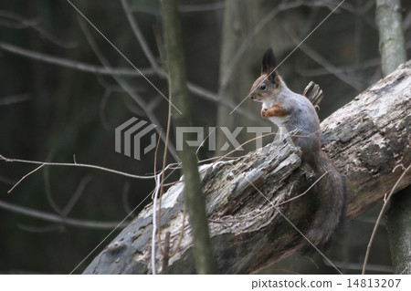 Squirrel in the forest 14813207