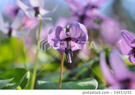 Katakuri花 Katakuri花 14813291