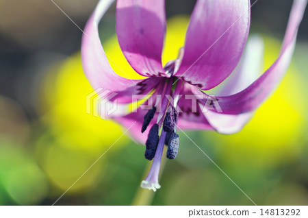 katakuri的花 katakuri的花 14813292