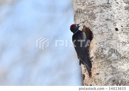 Making nests of beakerella Making nests of beakerella 14813633