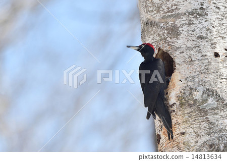 Making nests of beakerella Making nests of beakerella 14813634