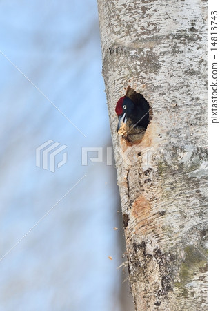 Making nests of beakerella 14813743