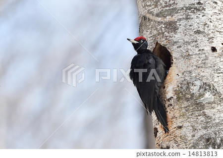 Making nests of beakerella Making nests of beakerella 14813813