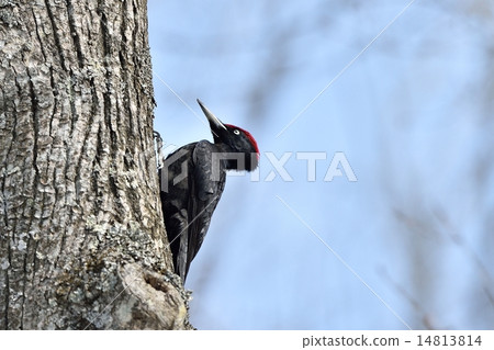 Kumagera Kumagera 14813814