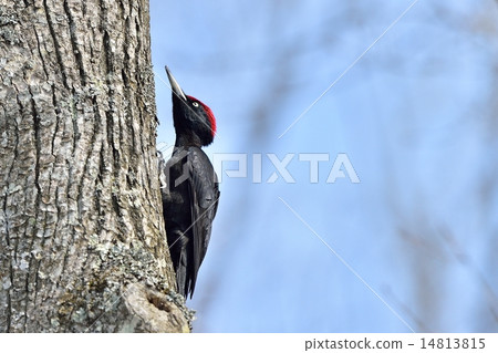 Kumagera Kumagera 14813815