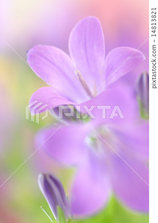 Purple flower image Bell flower Purple flower image Bell flower 14813821