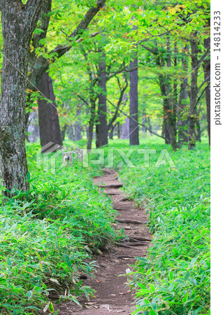 Forest promenade 14814233