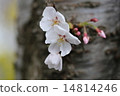 Cherry blossoming in trunk 14814246
