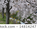 Row of cherry trees 14814247