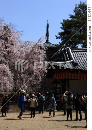 Five-storied pagoda of Daigoji Five-storied pagoda of Daigoji 14814454