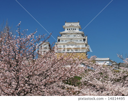 Cherry blossoming spring of Himeji castle 14814495