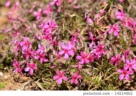 Moss phlox  14814902