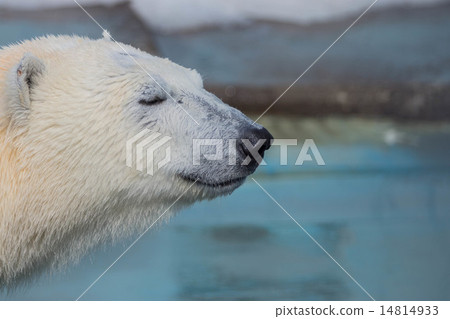 Polar bears Kushiro zoo (Kushiro city) 14814933