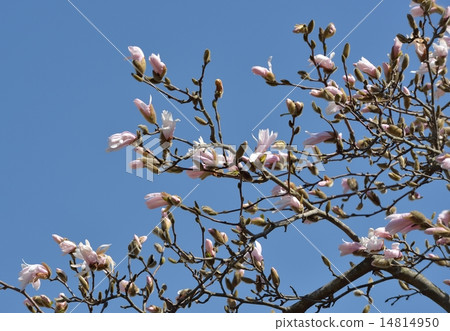 Flowers of Sidekobushi 14814950