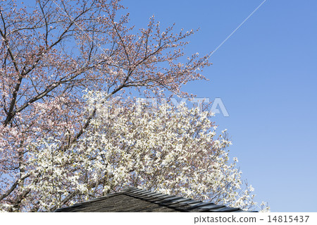 Yoshino cherry blossoms blooming with Kobushi 14815437