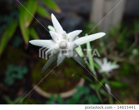 Ezel Weiss Ezel Weiss 14815441