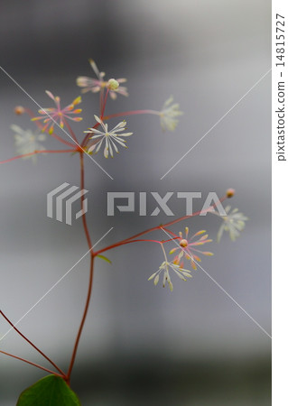 Endangered plant Kogome larch (small rice karamatsu) Endangered type II (VU) 14815727