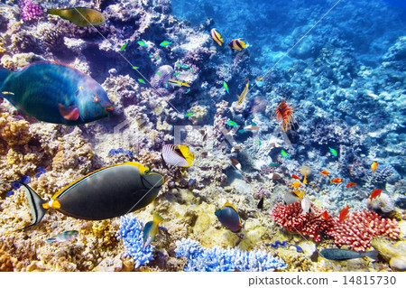 Underwater world with corals and tropical fish. Underwater world with corals and tropical fish. 14815730