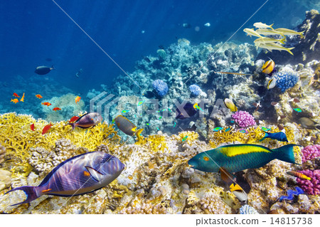 Underwater world with corals and tropical fish. Underwater world with corals and tropical fish. 14815738