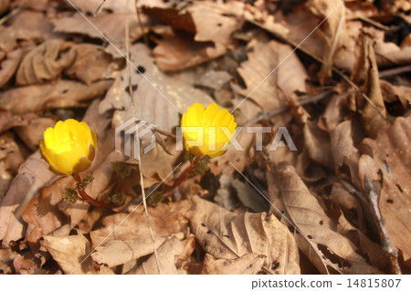 the first spring flowers 14815807