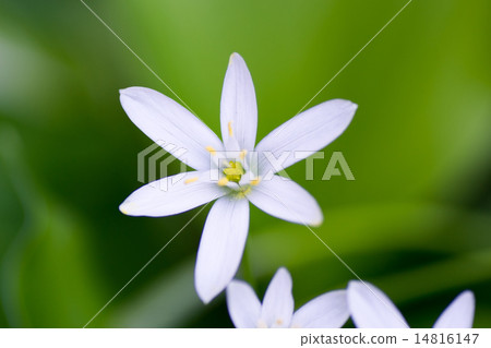 Hananilla白花 Hananilla白花 14816147