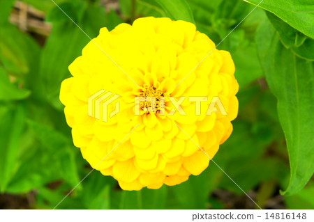 竹草 竹草 14816148