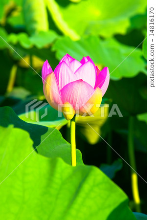 Pink lotus flower 14816170