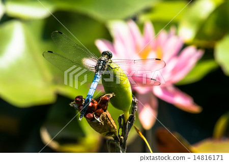 Shiokaratombo of Lotus Pond 14816171