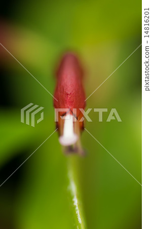 Esquinantus Micrantus，Iwatebaccoidae，緬甸 - 印度 14816201