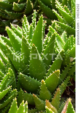 蘆薈/ Brevi葉，莉莉，非洲南部 14816202