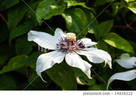 White Clematis White Clematis 14816222
