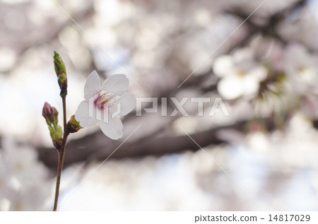 One cherry tree 14817029