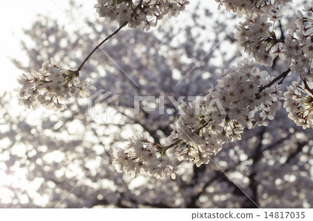 櫻花和昔陽 櫻花和昔陽 14817035