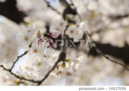 櫻桃芽 14817036