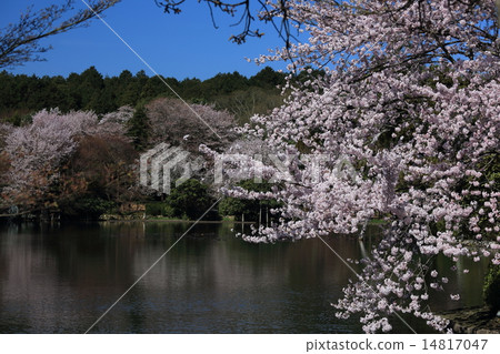 Ryoanji寺廟鏡子 Ryoanji寺廟鏡子 14817047