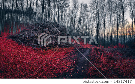 Pile of Wood in the Forest with Red Leaves 14817417