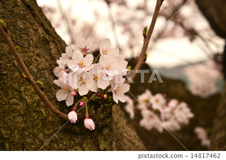 棕褐色櫻花（放大） 14817462
