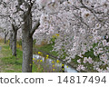 Row of cherry trees 14817494