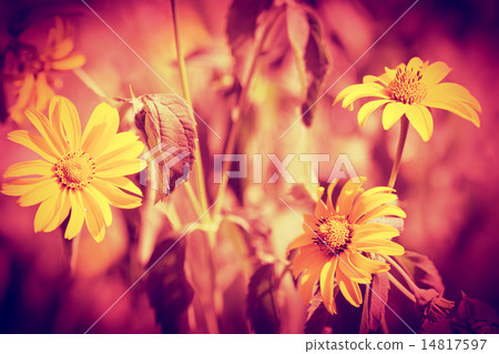 Vintage natural flower background Vintage natural flower background 14817597