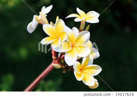 plumeria or frangipanni blossom plumeria or frangipanni blossom 14817628